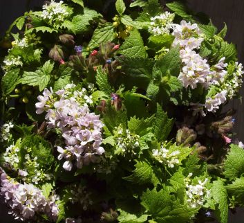 BasilBarbarea Wildkräuter sammeln